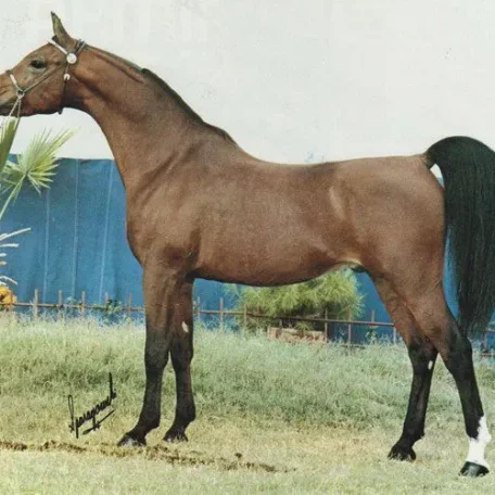 
          Photo by Luxemere Arabians
        