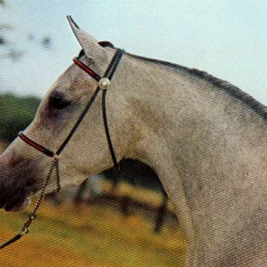 SIRALIMA