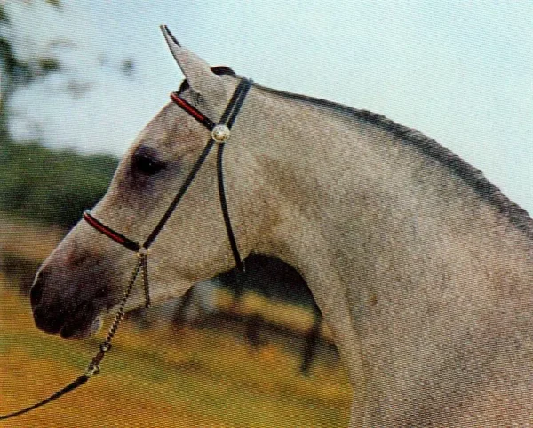 SIRALIMA