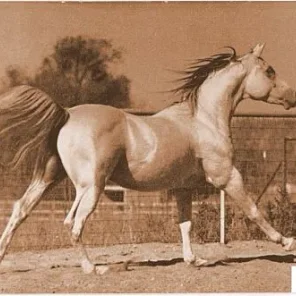 BAARSEYN