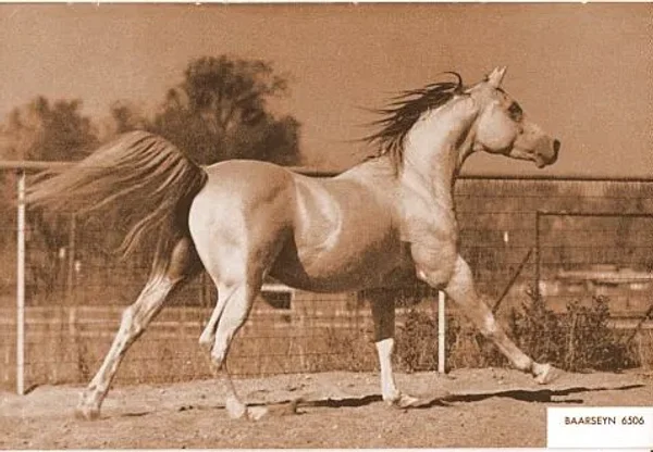 BAARSEYN