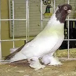 German Colored Tail Owl