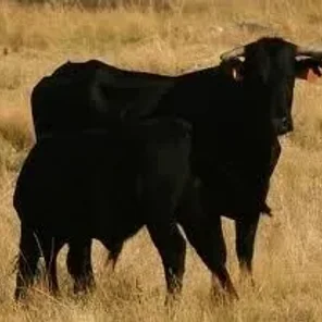 Avilena-Black Iberian