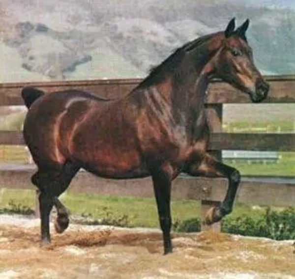 ABHA HAMIR