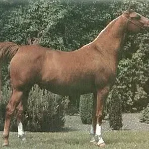 Espaniola