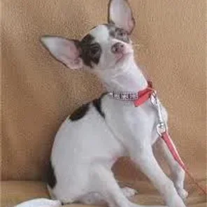Taco Terrier (Designer Dog)