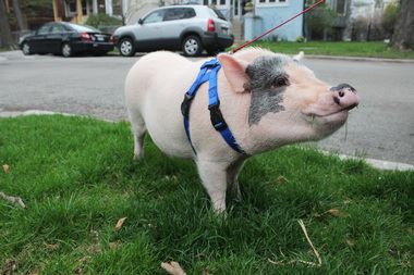 How to Potty Train Your Micro Mini Pet Pig