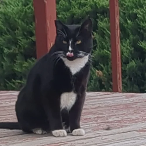 Treatman (Ebony)