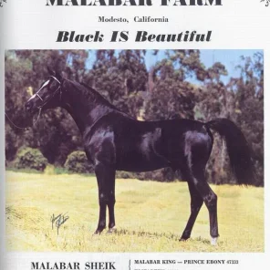 Malabar Sheik