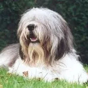 Polish Lowland Sheepdog