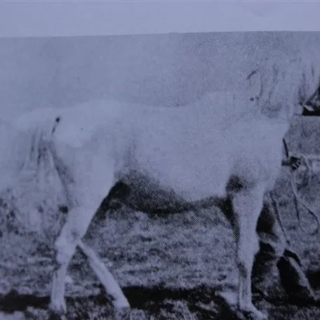 Ralouma (Raseyn x Malouma) grey mare, foaled February 28, 1935bred by W.K. Kellogg Institute