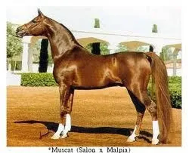 Muscat