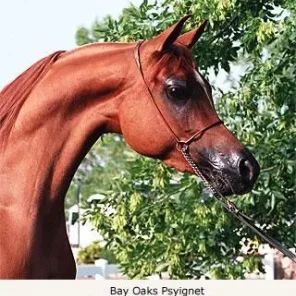 Bay Oaks Psyignet