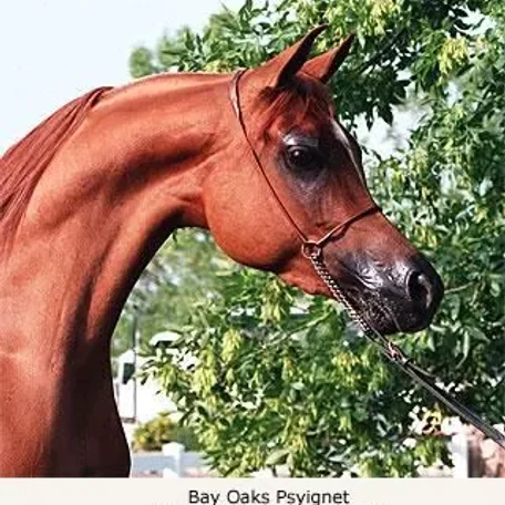 Bay Oaks Psyignet