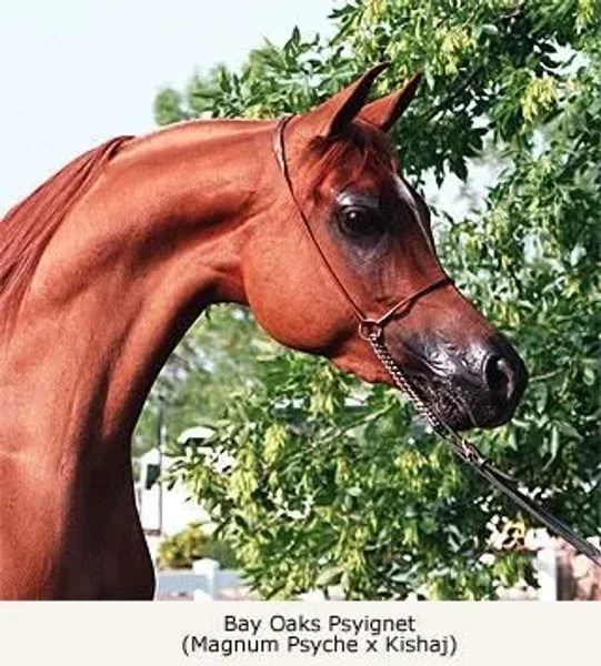 Bay Oaks Psyignet