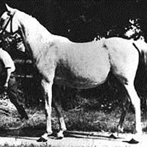 SABELLINA