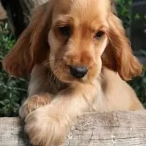 Scottish Cocker (Designer Dog)