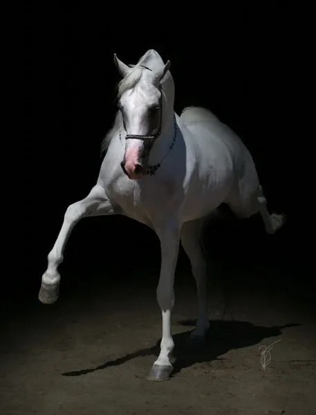 SI Prince Ali Shiraz
