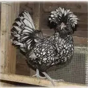 Lacewing Polish Crested