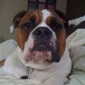 Olde English Bulldogge