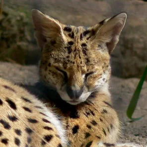 Serval