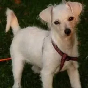 Chi-Poo (Wapoo) (Designer Dog)