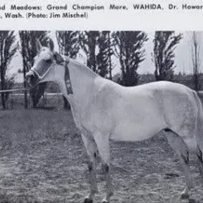 Wahida