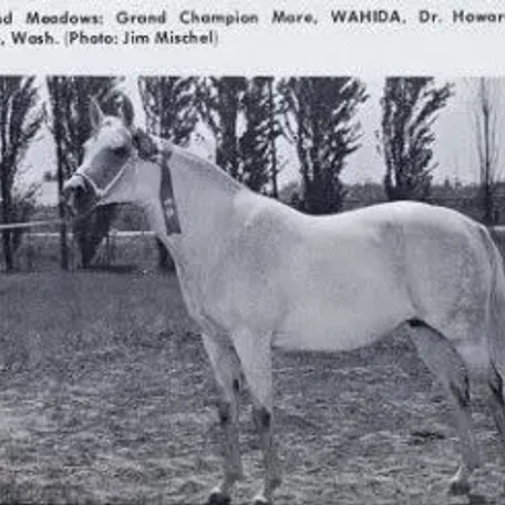 Wahida