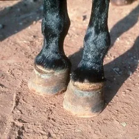 Vesicular stomatitis is an acute viral vesicular disease of cattle, horses, deer and pigs (and occasionally humans).