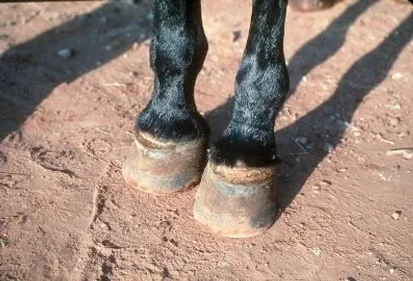Vesicular stomatitis is an acute viral vesicular disease of cattle, horses, deer and pigs (and occasionally humans).