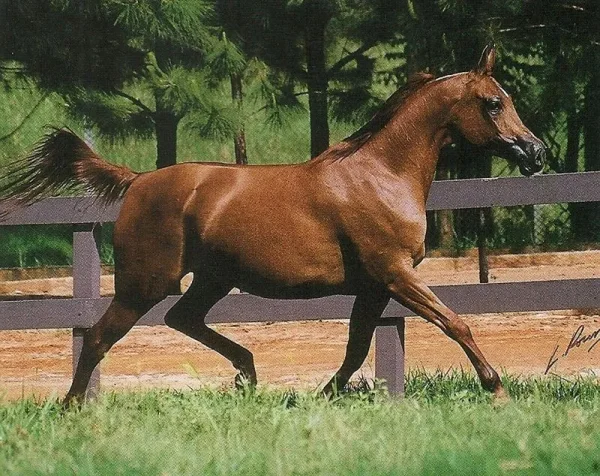 TAAMARA HVP