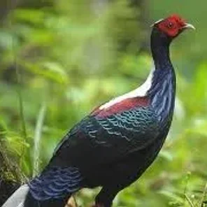 Swinhoe's Pheasant