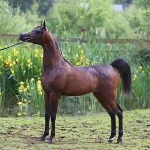 Mansour AM