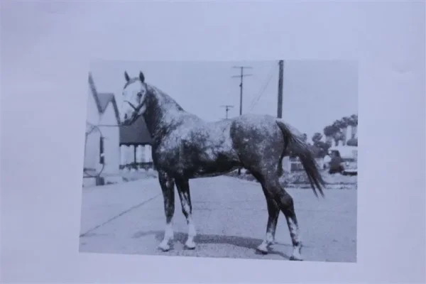 Zadeyn (Raseyn x Sheherzade) grey stallion, foaled May 19, 1940
Bred by W.K. Kellogg Institute