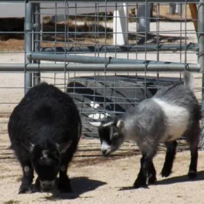 Animal Haven Ben Hur