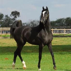 Adiva HJ