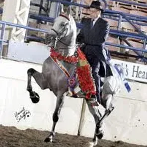 National Show Horse
