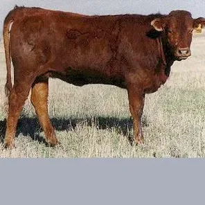 Salorn