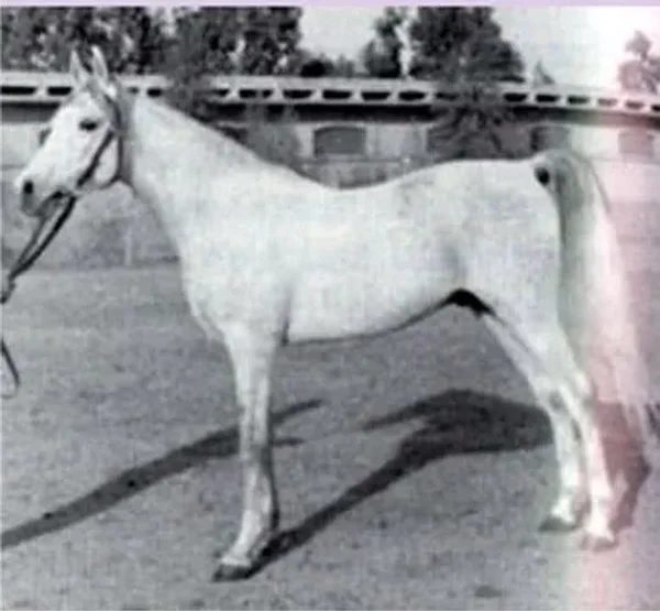 Ibn Maisa