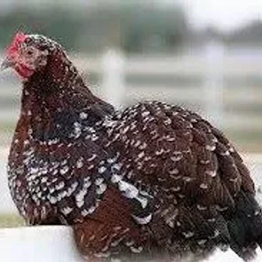 Speckled Sussex