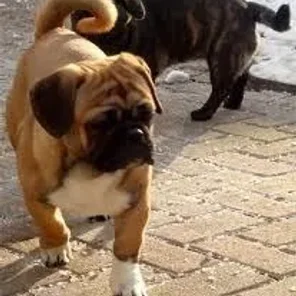 American Bullnese (Designer Dog)