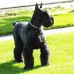 Giant Schnauzer