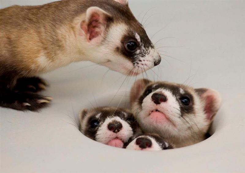 Ferret Ownership: In-Depth