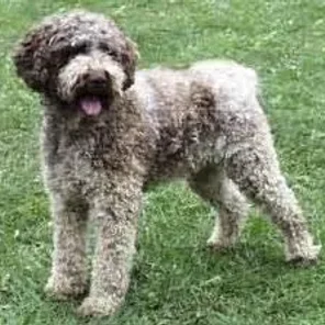 Lagotto Romagnolo