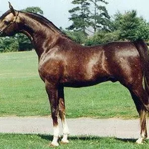 Hejaz