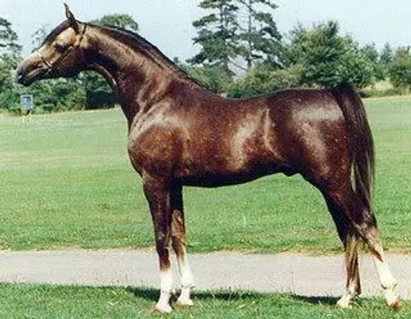 Hejaz