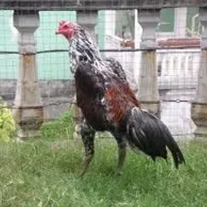 Ga Noi