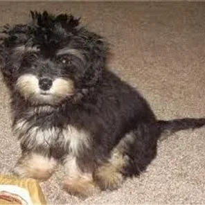 Mauxie (Designer Dog)