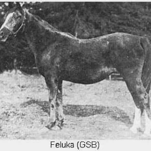 Feluka