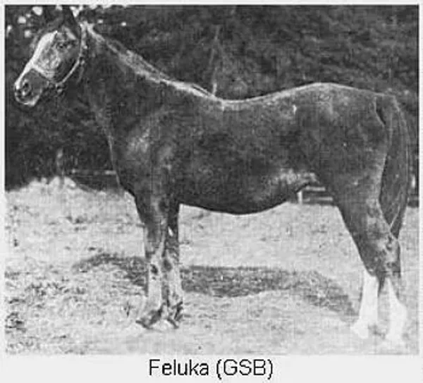 Feluka